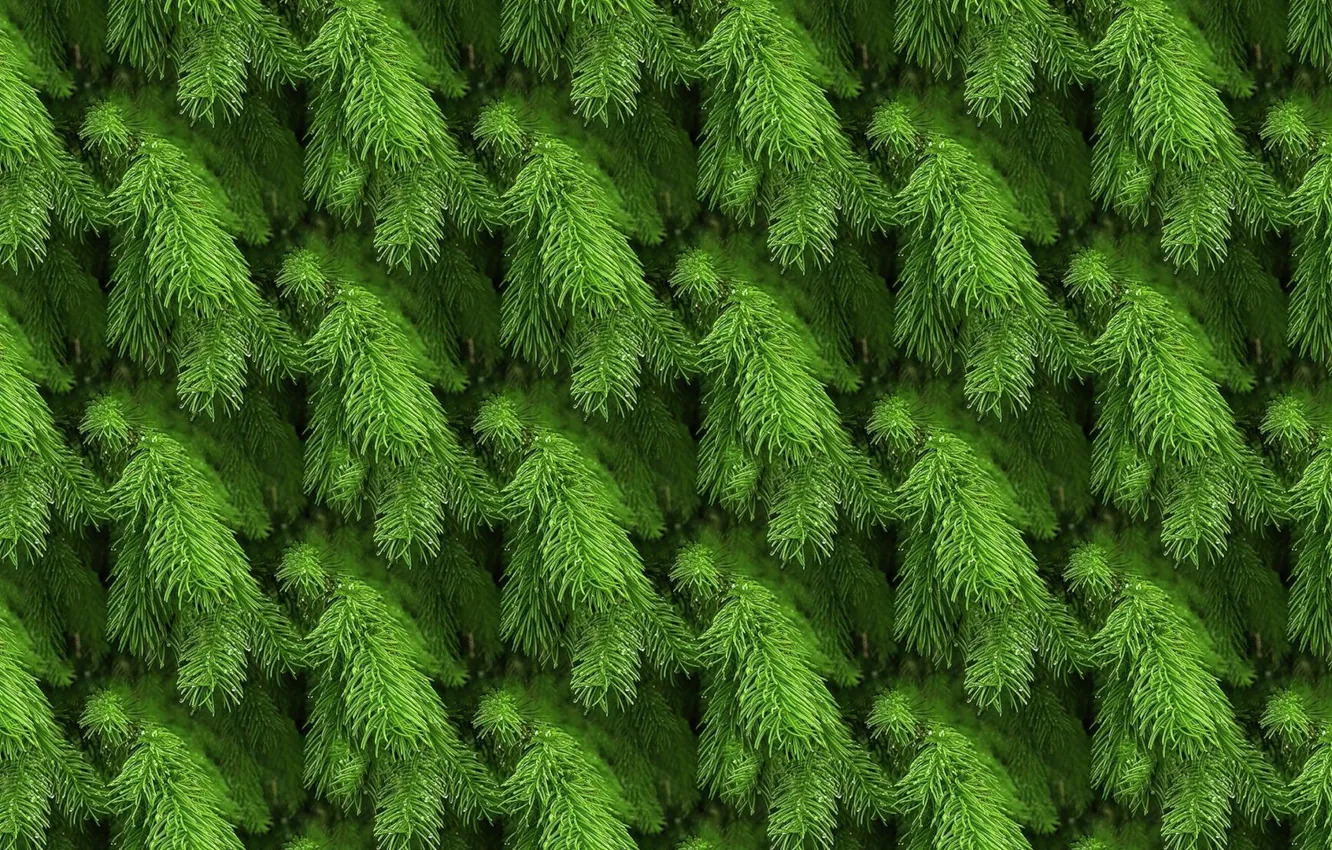 Photo wallpaper sprig, background, spruce, texture, tree