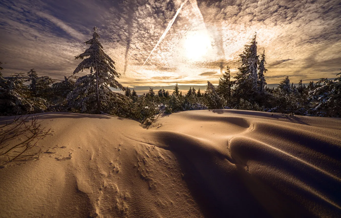 Photo wallpaper winter, forest, the sun, clouds, light, snow, sunset, branches