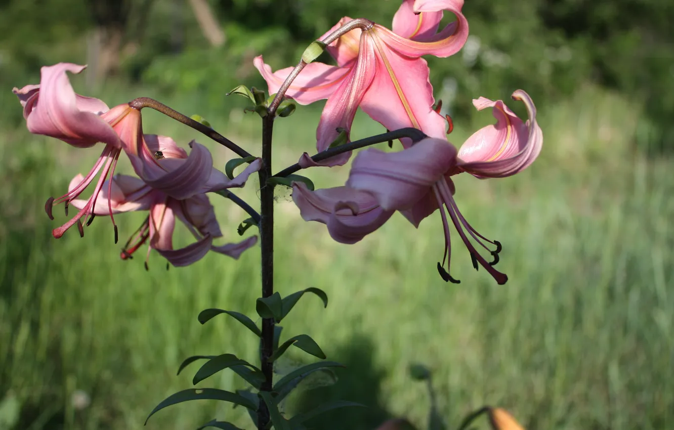 Photo wallpaper flowers, Lily, beautiful