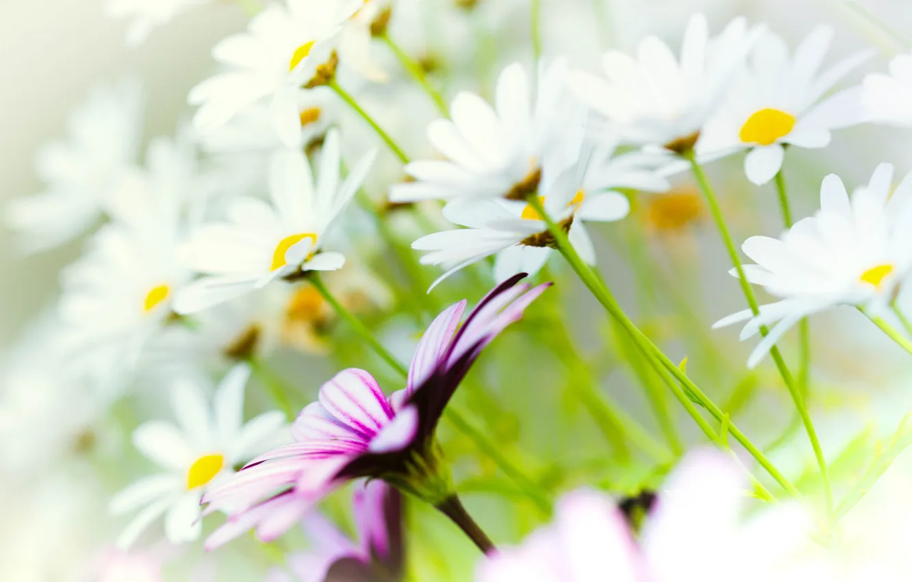 Photo wallpaper chamomile, blur, pink, white