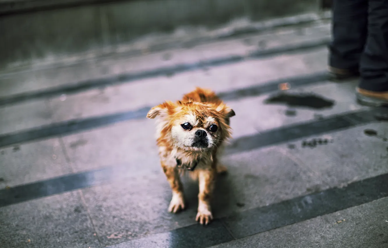 Photo wallpaper look, each, dog