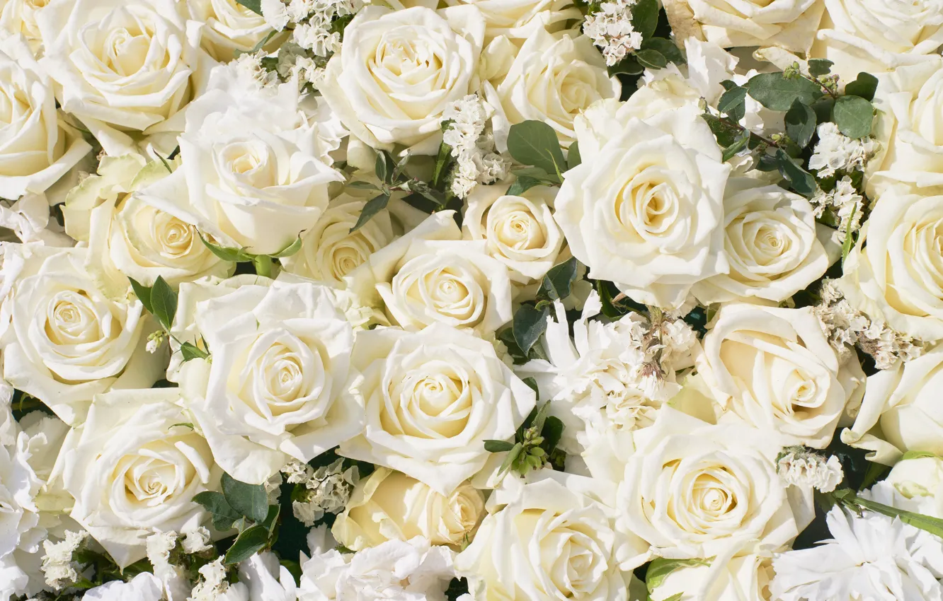 Photo wallpaper flowers, roses, white, buds