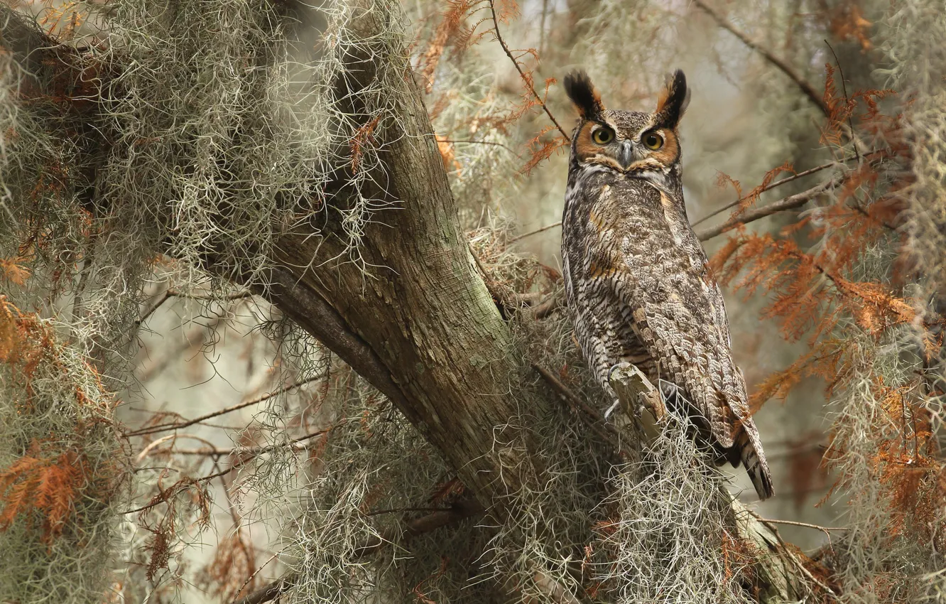 Photo wallpaper trees, owl, tail