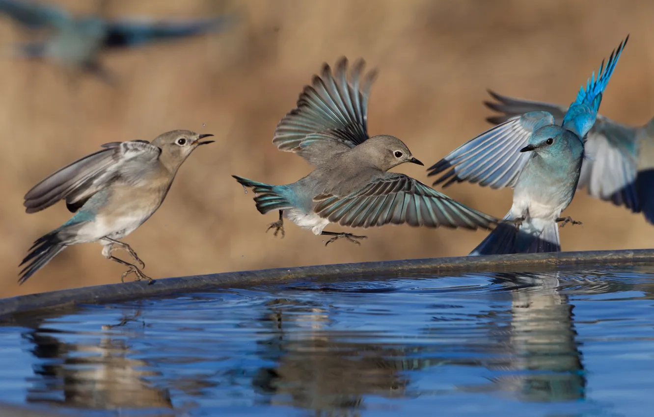 Photo wallpaper water, bird, wings, pack, Blue sialia