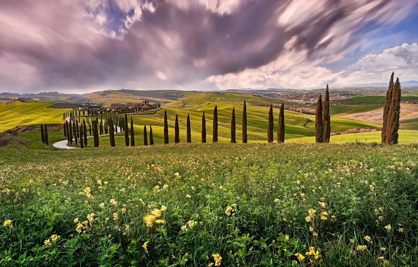 Photo wallpaper road, field, summer, the sky, clouds, trees, flowers, clouds