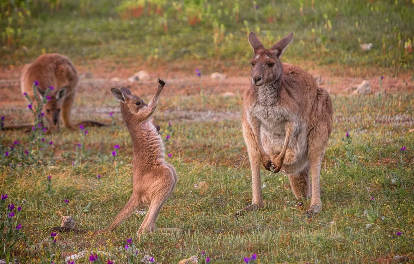 Photo wallpaper nature, Australia, kangaroo