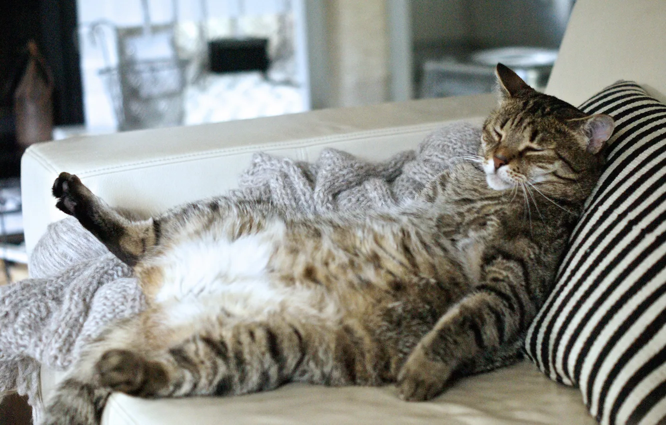 Photo wallpaper cat, cat, pose, grey, room, stay, relax, sleep