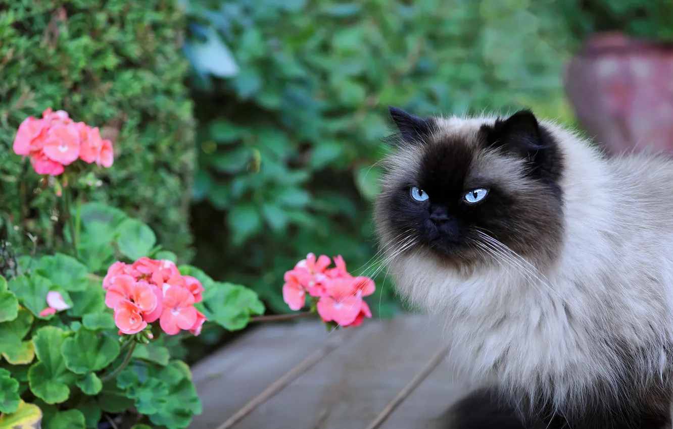 Photo wallpaper cat, cat, look, face, flowers, nature, Board, garden