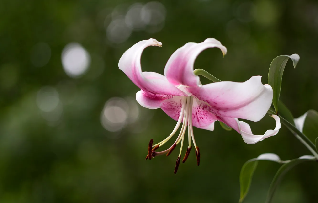 Photo wallpaper flowers, green, background, Lily, pink, bokeh