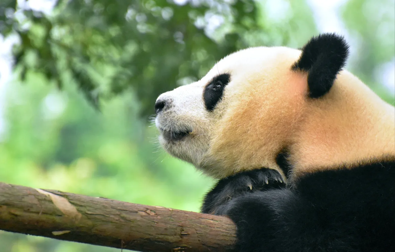 Photo wallpaper face, bear, Panda, profile