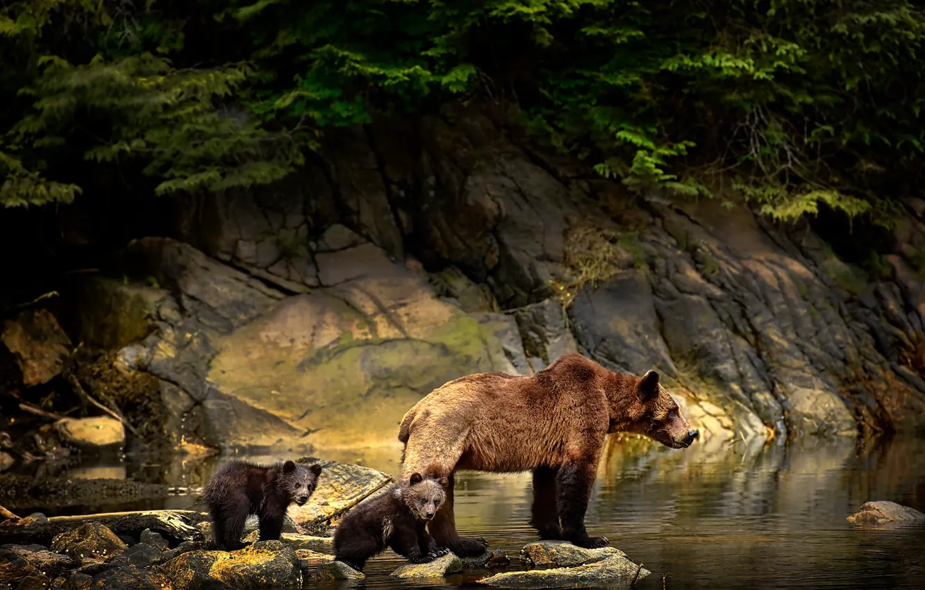Photo wallpaper animals, water, branches, nature, stones, bears, bears, bear