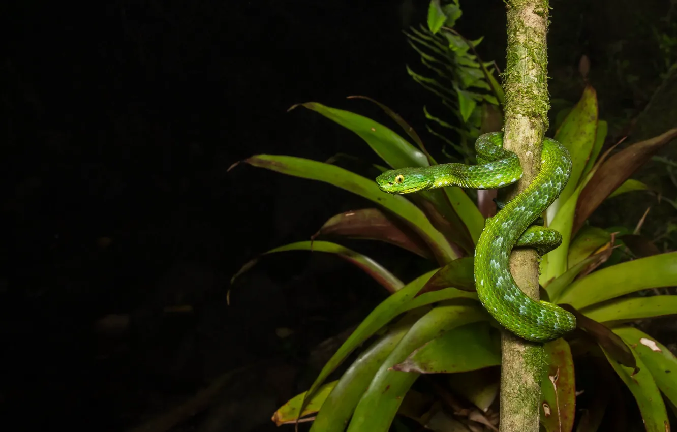 Photo wallpaper night, snake, green snake