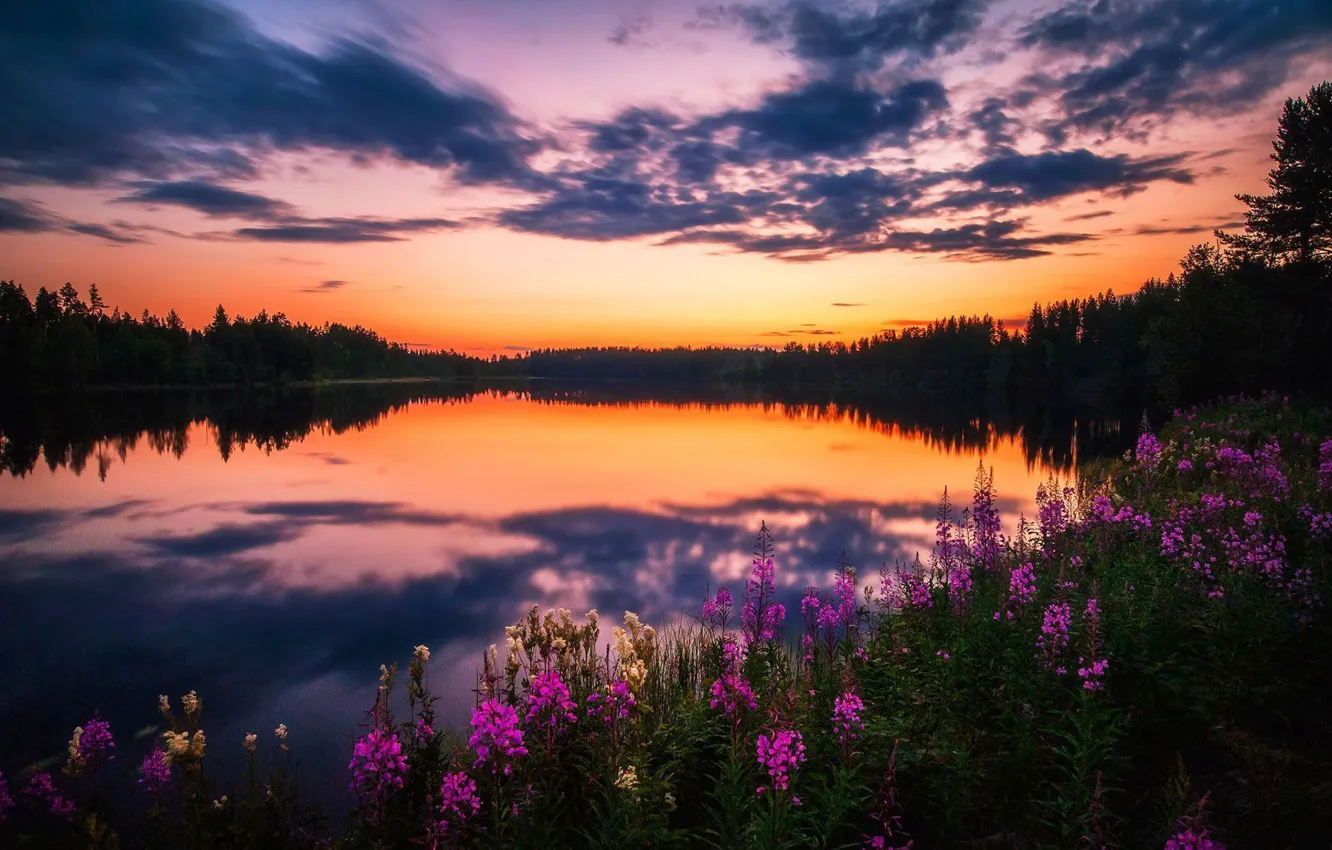 Photo wallpaper forest, lake, reflection, Ivan-tea, white night