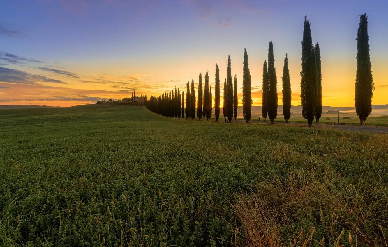 Photo wallpaper field, Italy, cypress, Tuscany