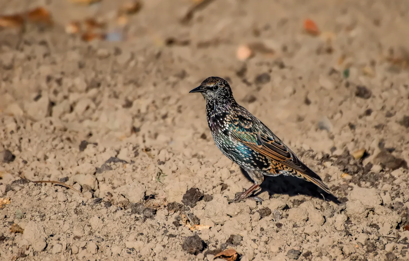 Photo wallpaper field, autumn, bird, Starling