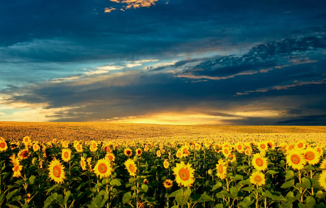 Photo wallpaper the sky, the sun, clouds, sunflowers, sunset, nature