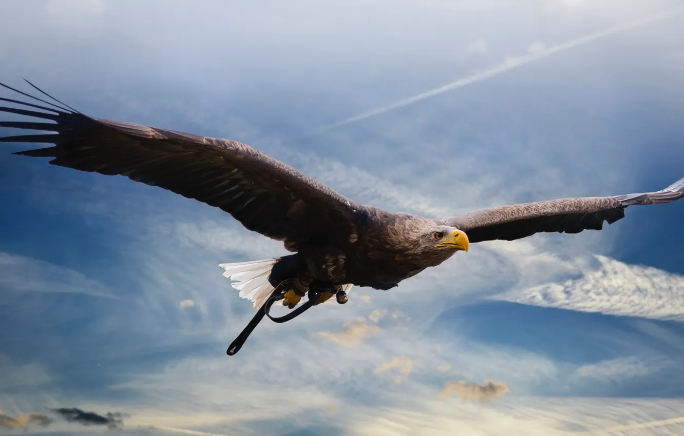 Photo wallpaper birds, predator, flight, eagle