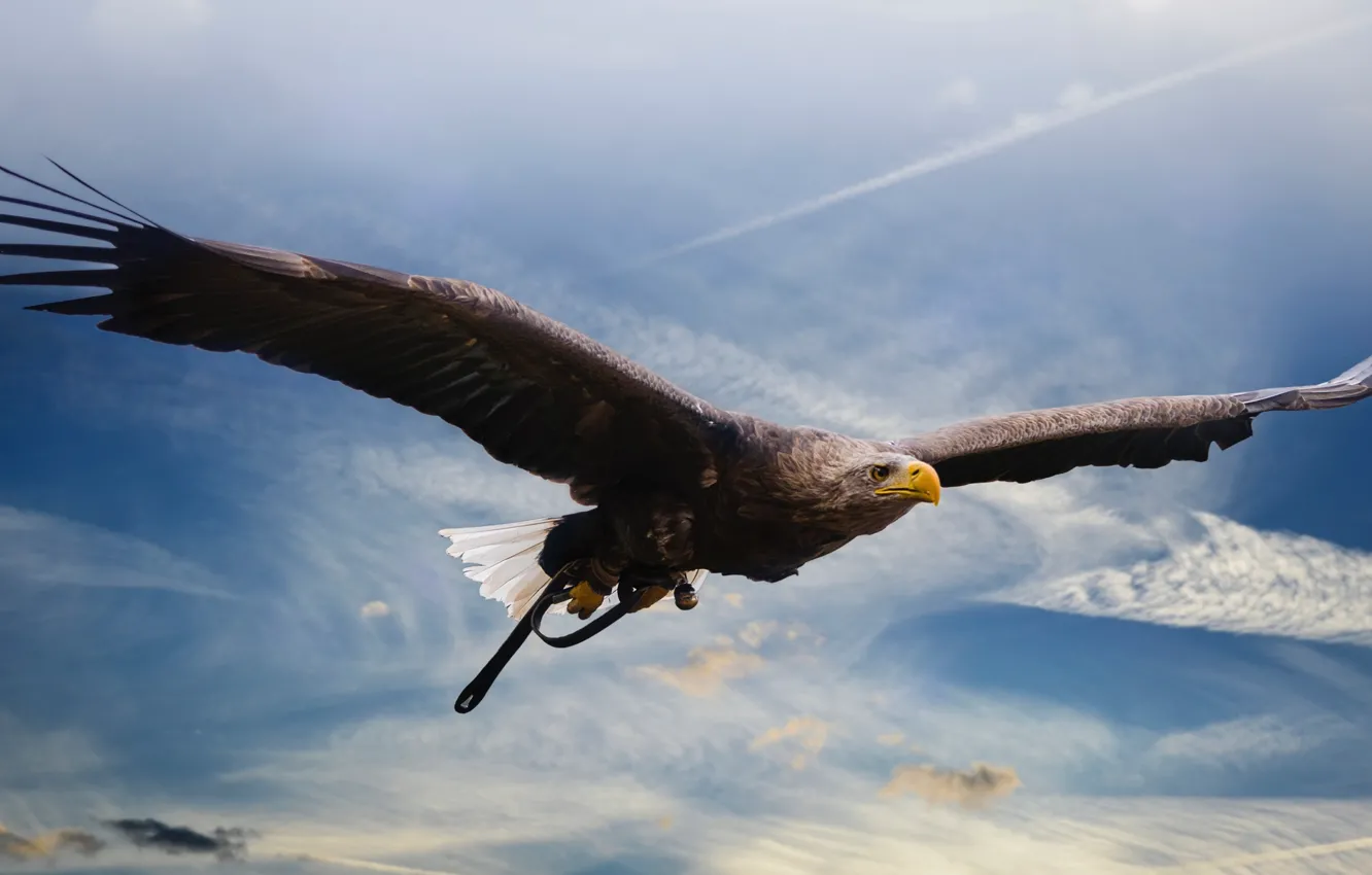 Photo wallpaper flight, bird, eagle, predator