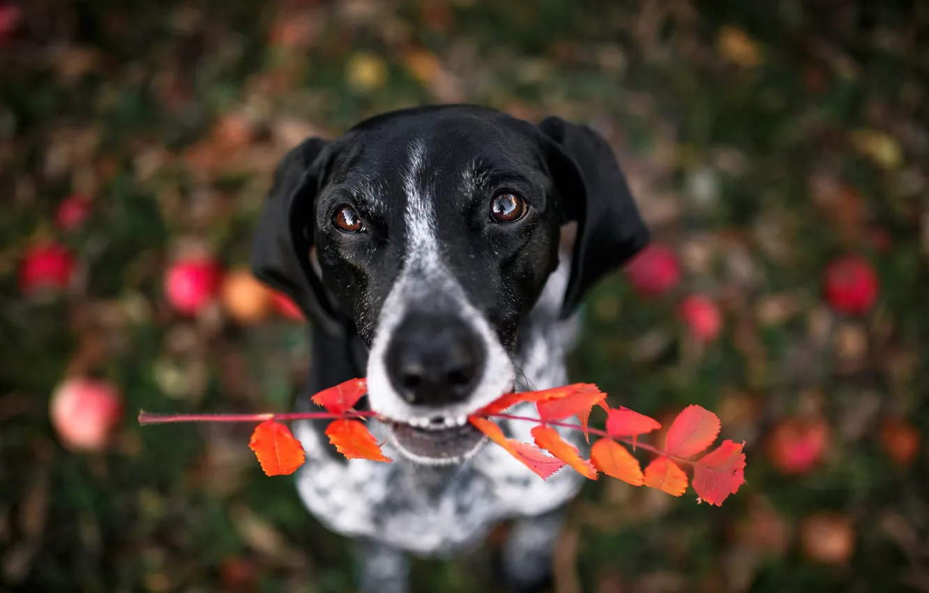 Photo wallpaper look, each, dog