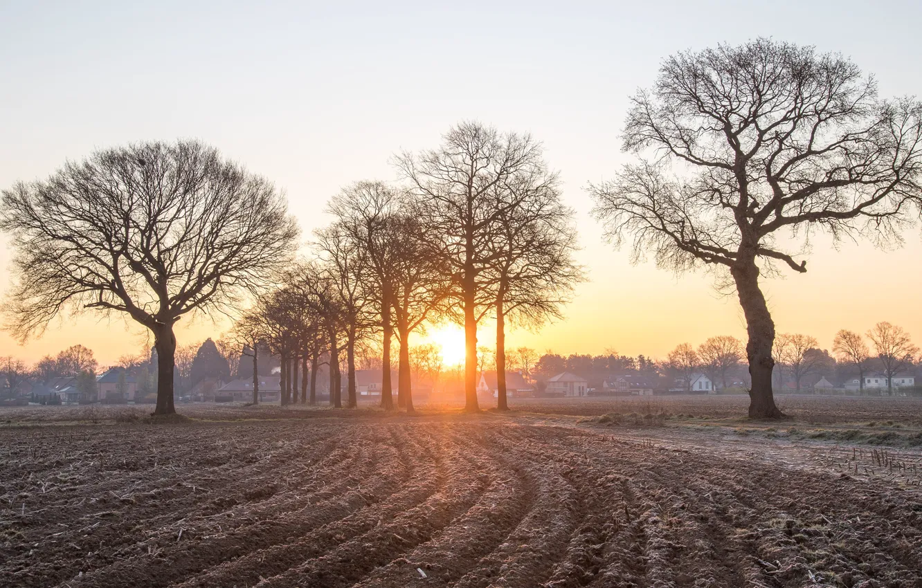 Photo wallpaper field, the sky, the sun, rays, light, trees, branches, fog