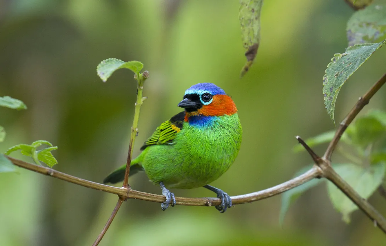 Photo wallpaper forest, bird, wildlife, tanager