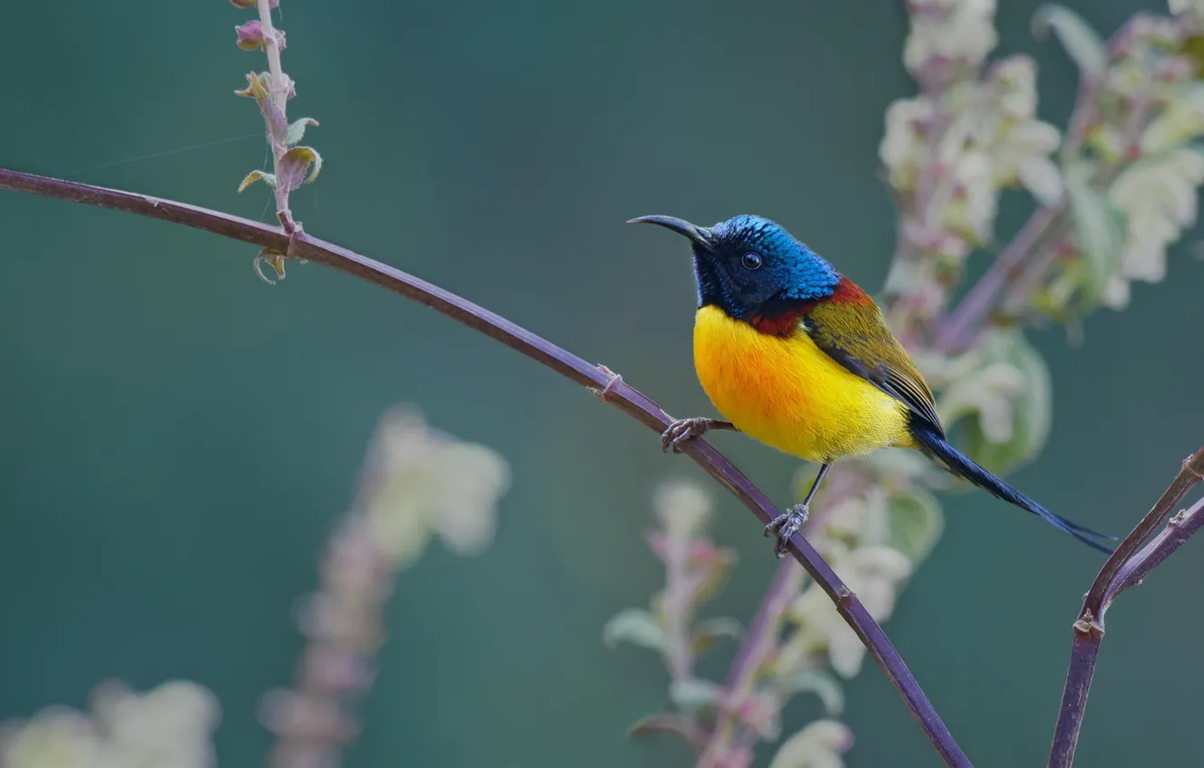 Photo wallpaper branches, bird, bird
