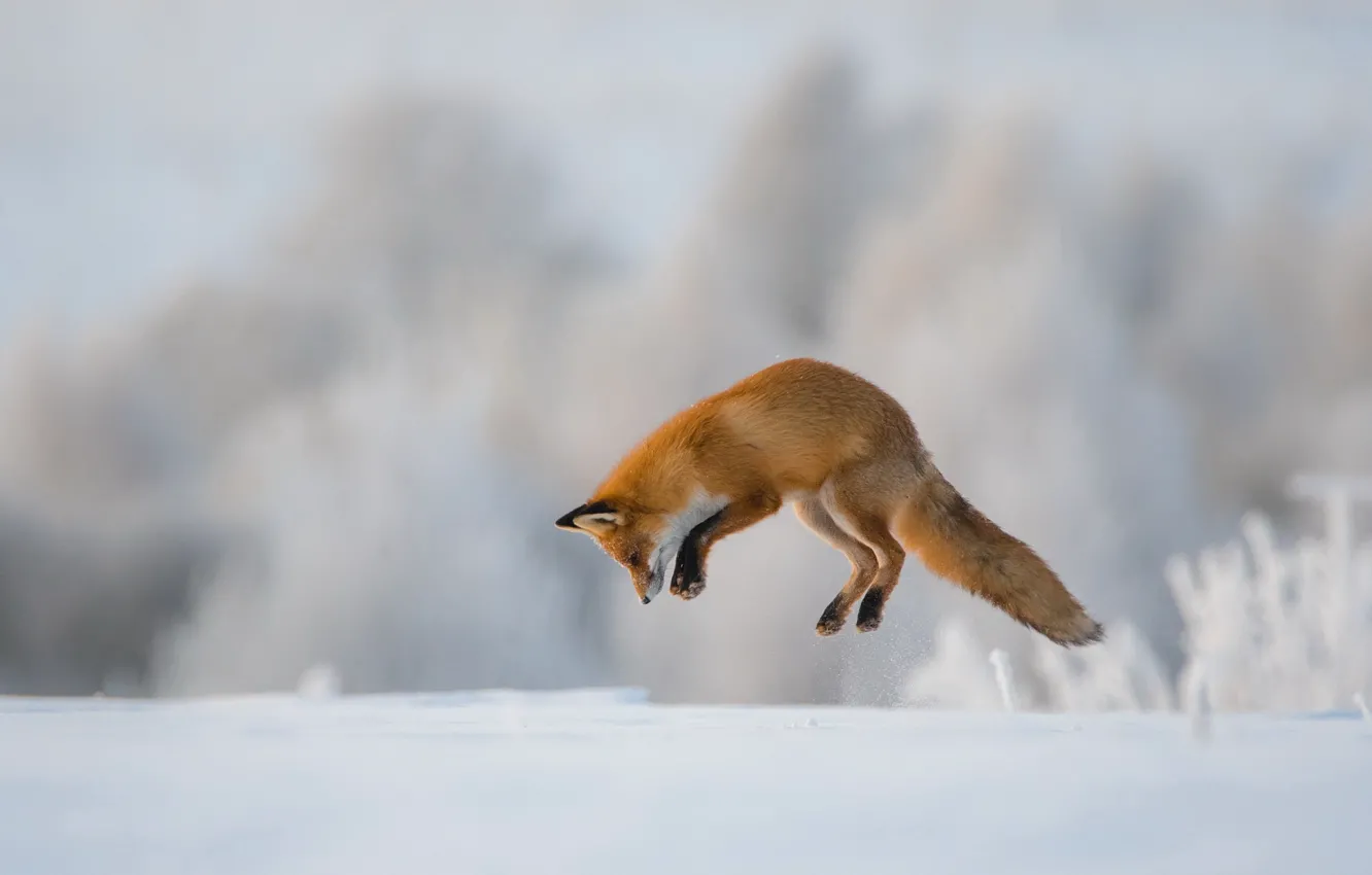 Photo wallpaper winter, jump, Fox, hunting