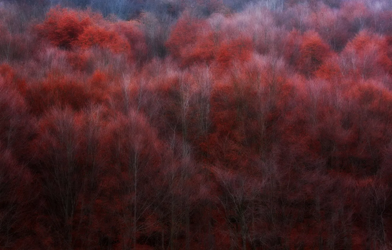 Photo wallpaper autumn, forest, trees, slope