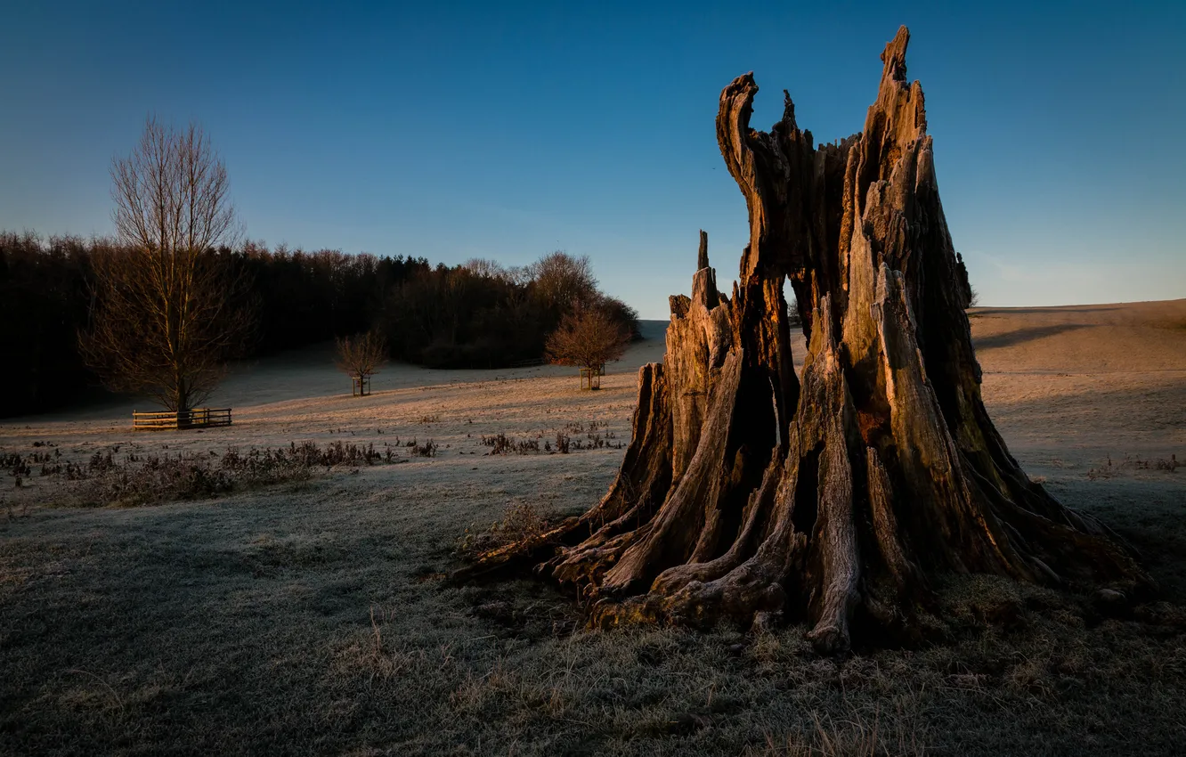 Photo wallpaper frost, field, grass, stump, shadow, the evening, freezing