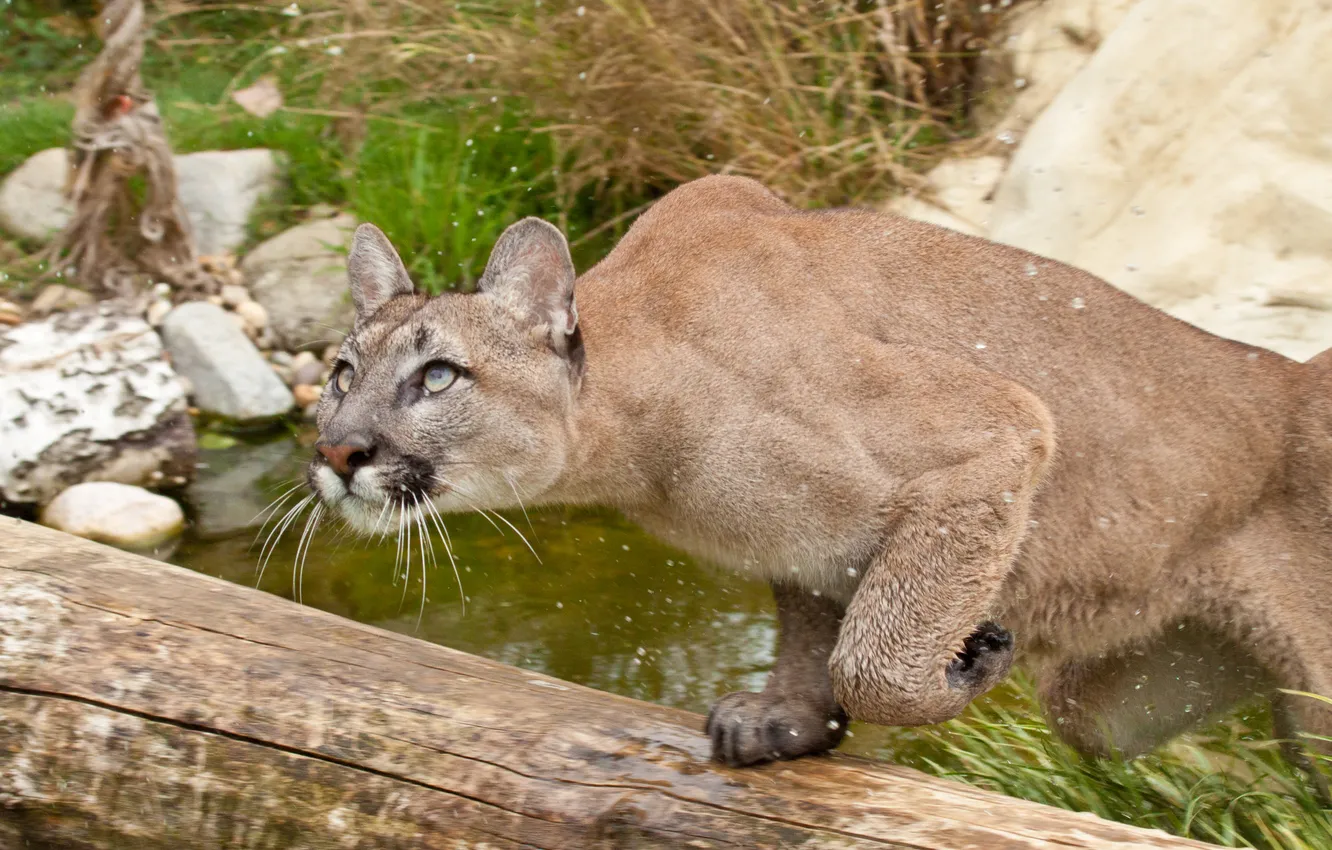 Photo wallpaper cat, grass, look, water, squirt, jump, hunting, log