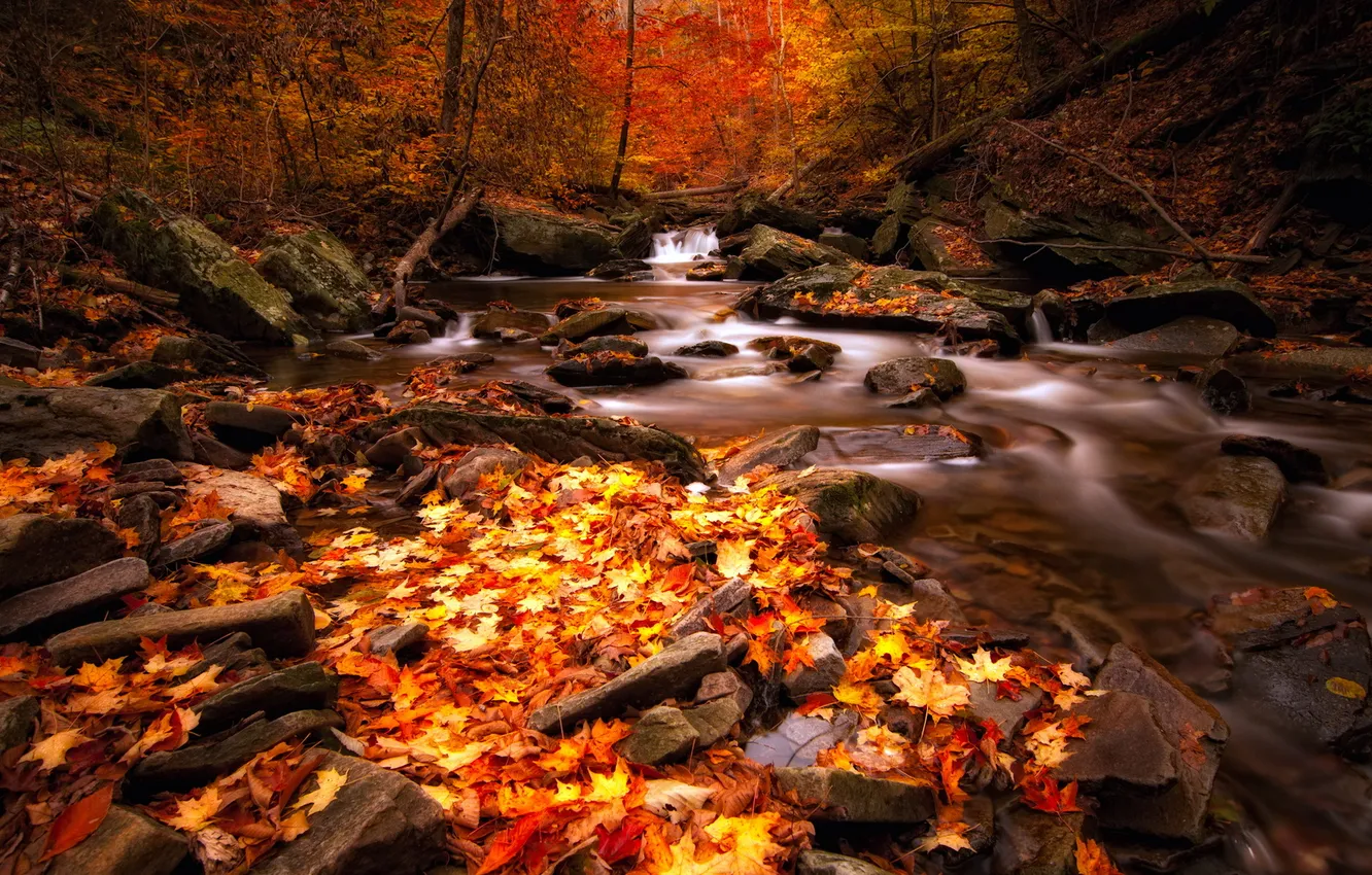 Photo wallpaper autumn, forest, river