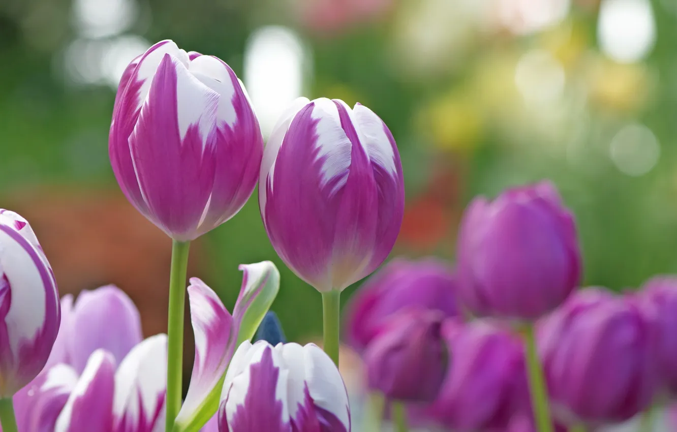 Photo wallpaper nature, background, tulips