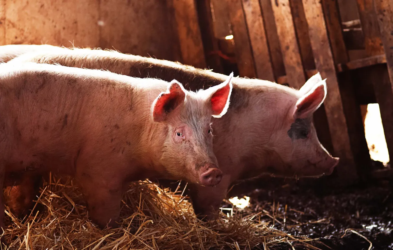 Photo wallpaper animals, the barn, hay, Pets, pigs, piggy