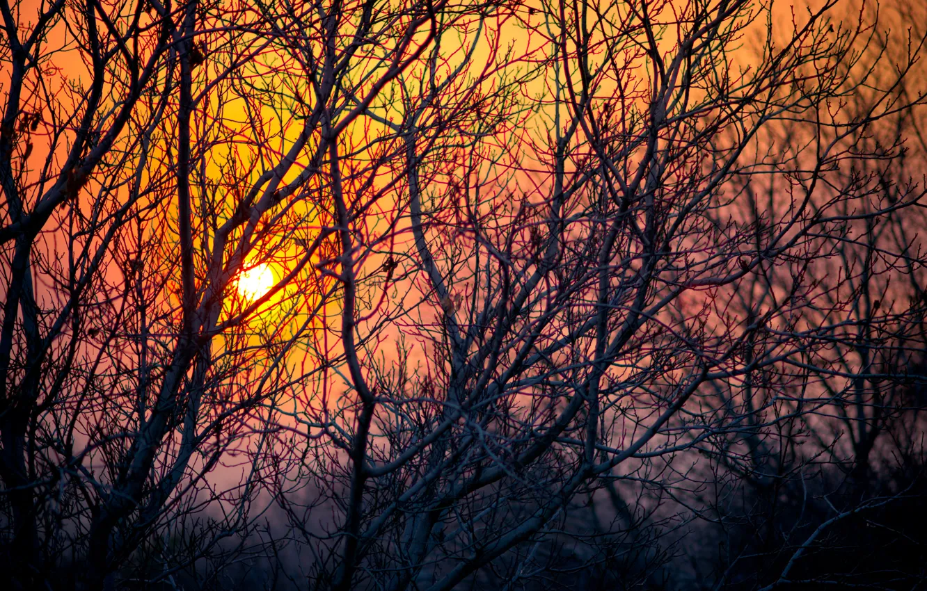 Photo wallpaper the sky, the sun, trees, sunset, branches, nature, the evening