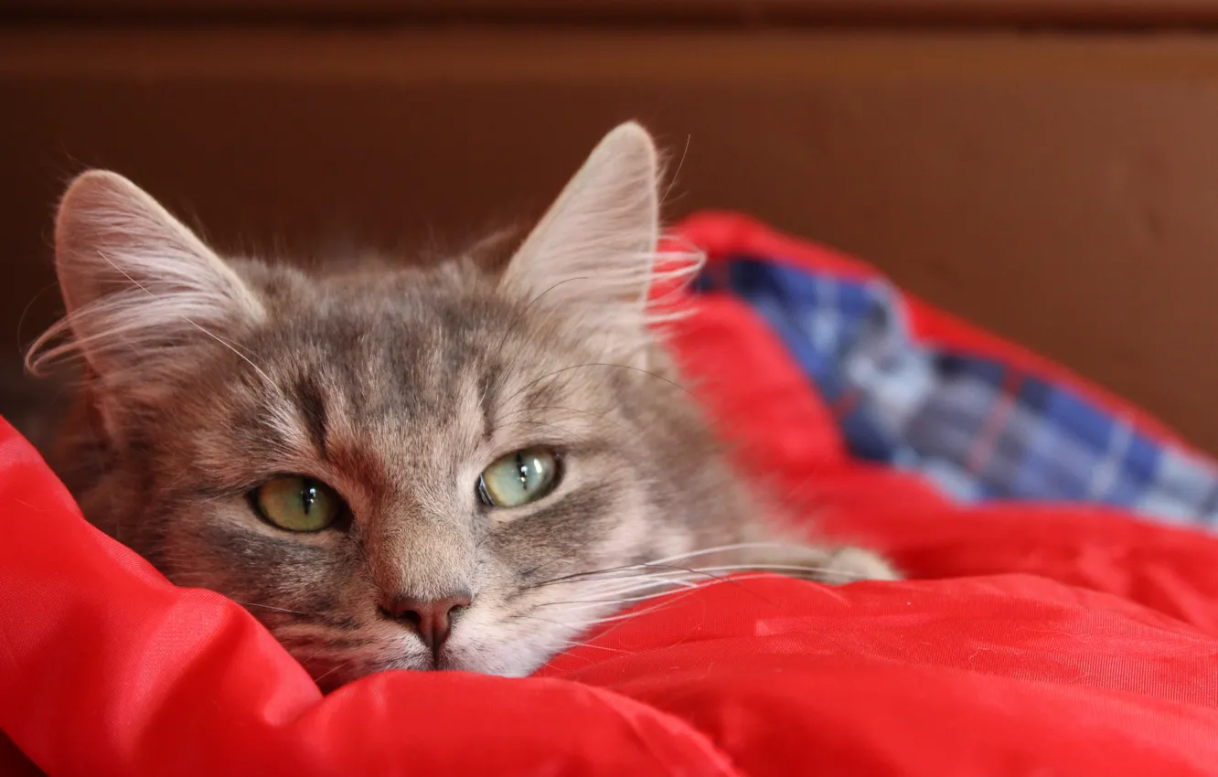 Photo wallpaper cat, cat, grey, lies, blanket