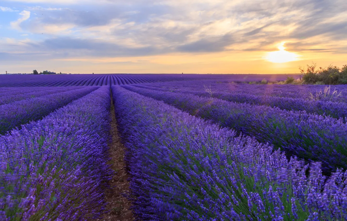 Photo wallpaper the sun, clouds, sunset, flowers, a number, lavender, plantation, lavender field