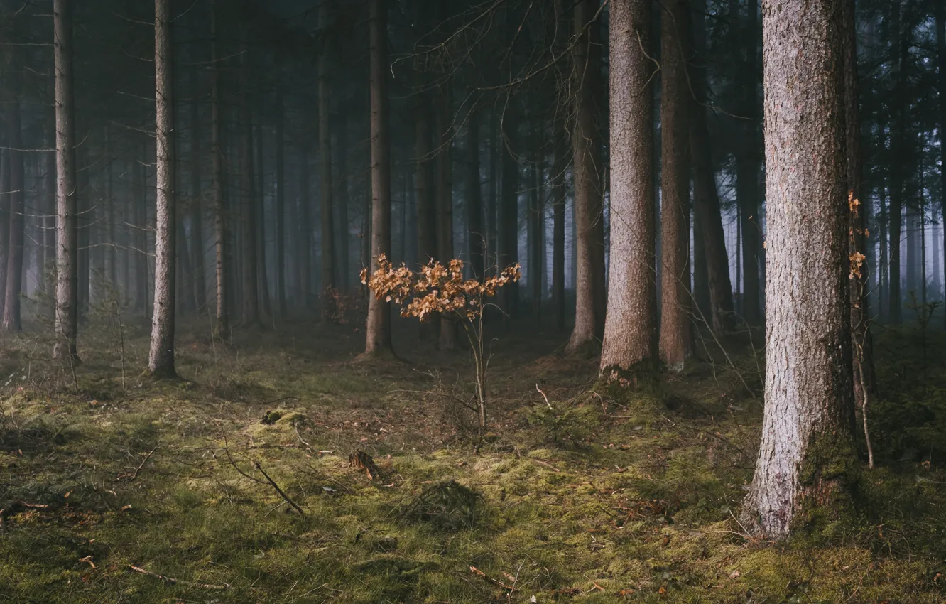 Photo wallpaper forest, nature, fog