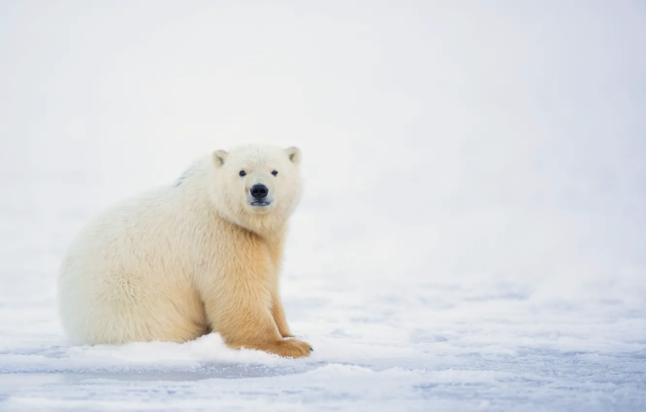 Photo wallpaper winter, white, snow, nature, bear, polar bear, polar bear