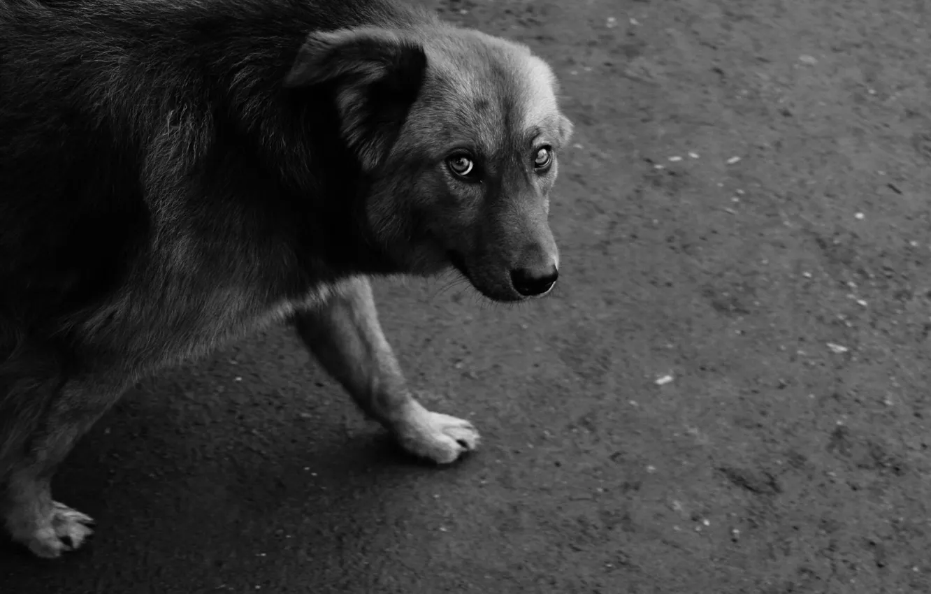 Photo wallpaper photo, pity, dog, Mood, chorno-white