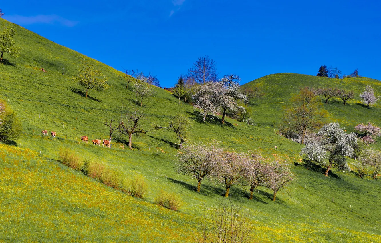 Photo wallpaper the sky, grass, trees, hills, cows