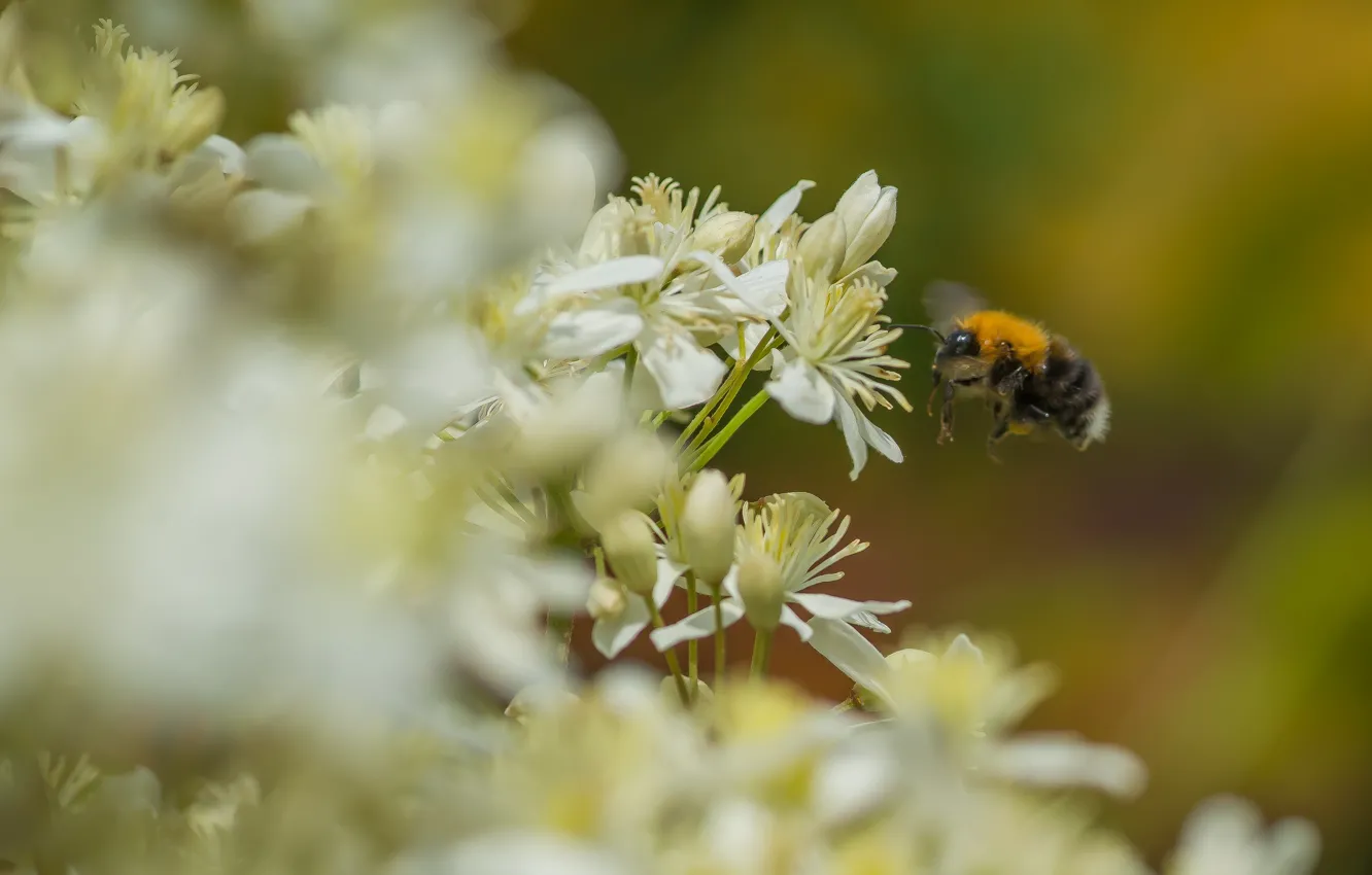 Photo wallpaper macro, flight, flowers, nature, bumblebee, clematis