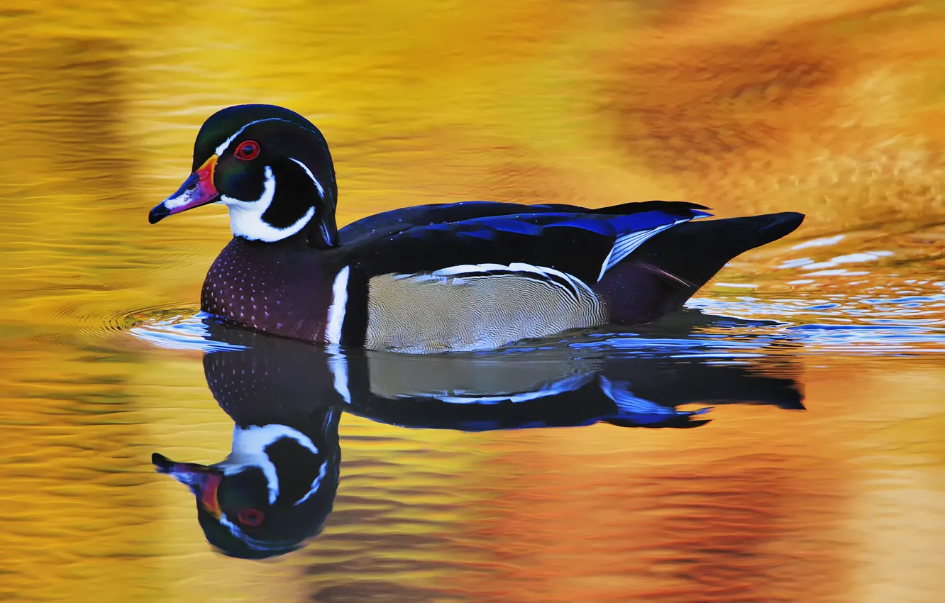 Photo wallpaper bird, duck, floats, Drake