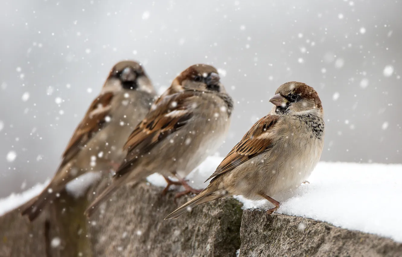 Photo wallpaper winter, snow, birds, sparrows