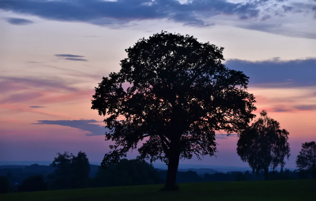 Photo wallpaper the sky, clouds, trees, nature, dawn, Bayern, twilight, Bad Endorph