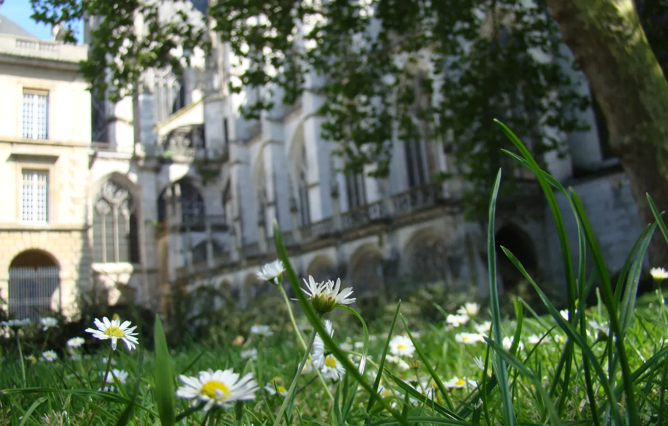 Photo wallpaper field, grass, Church, Cathedral, France, cathedral, france, macro