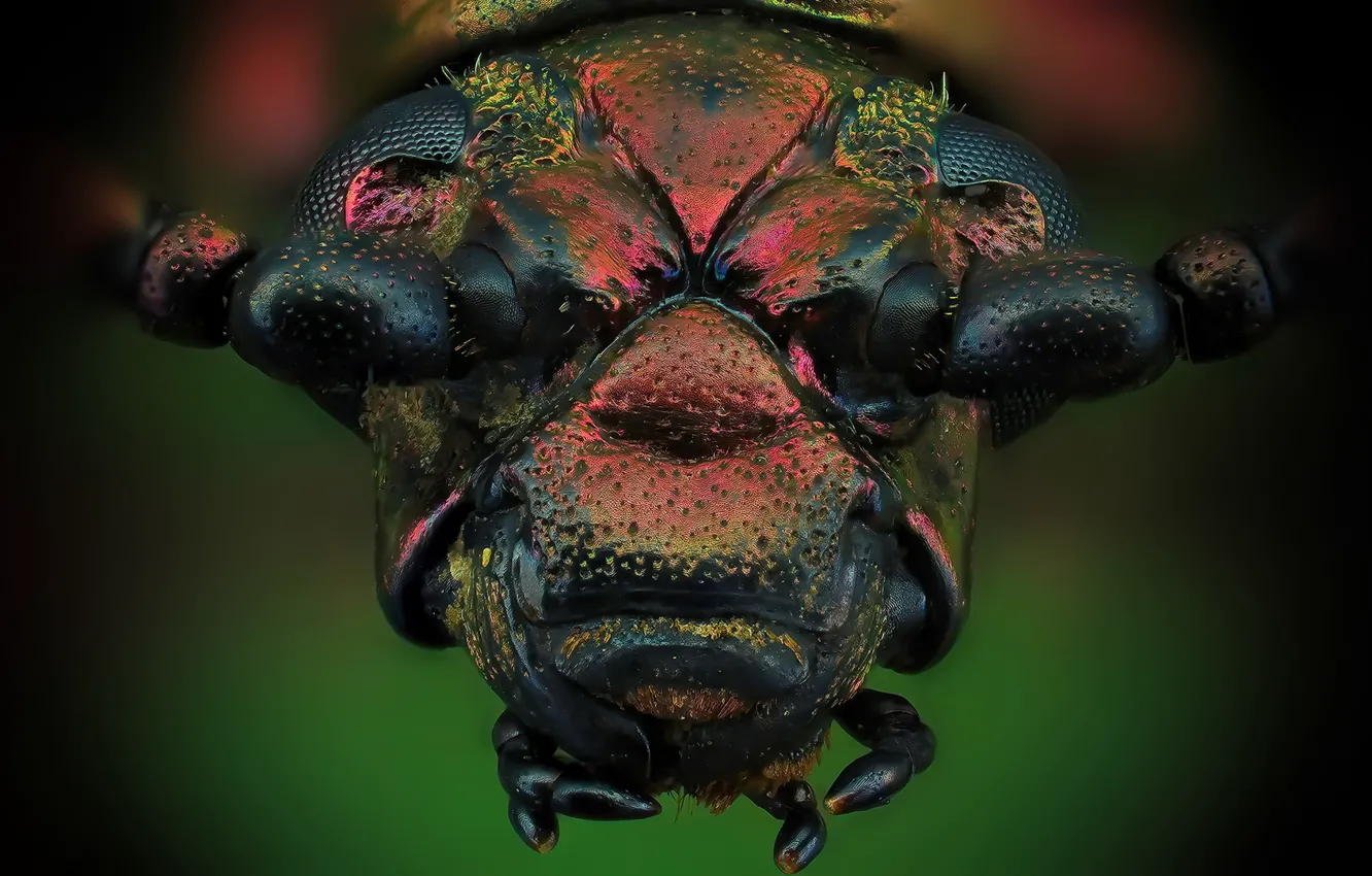 Photo wallpaper macro, beetle, Sagra Oberthuri