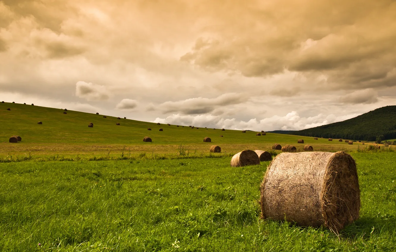 Photo wallpaper hay, straw, Kip