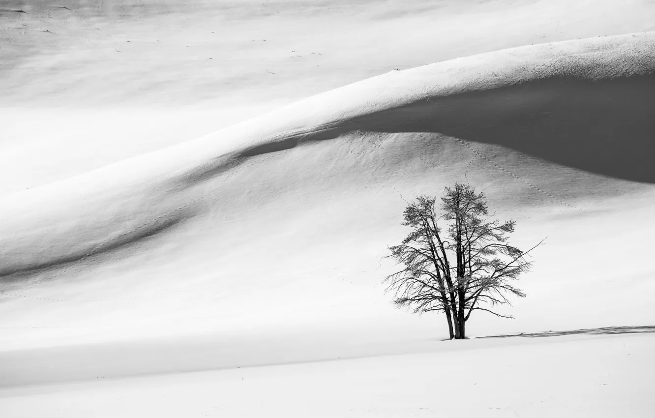 Photo wallpaper winter, field, snow, photo, tree, hill, black and white
