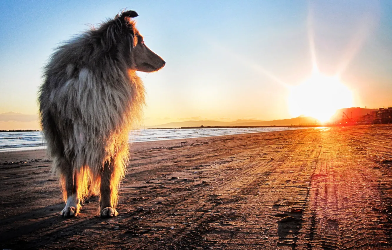 Photo wallpaper sand, the sun, sunset, shore, dog, collie