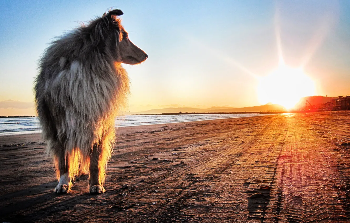 Photo wallpaper sand, the sun, sunset, shore, Dog, collie